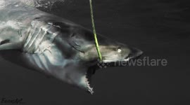 Watch filmmaker's face-to-face encounter with 'zombie' shark