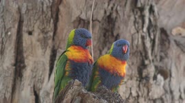 Gorgeous Rainbow Lorikeet pair displaying above a nest hollow in a strong wind.