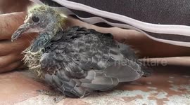 Southern Indian family raises pigeon hatchling that fell from nest