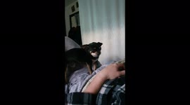 Chihuahua dog funny asks to be walked