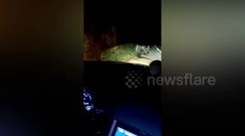 Motorist avoids accident after slowing down for wild rabbit running on road