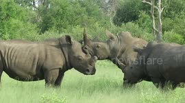 Rhinos curiously investigate a strange looking male rhino with half a horn before chasing him off