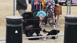 Black Cat Spotted At Queens Plantinium Jubilee