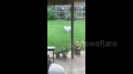 Bulldog runs around a backyard