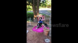 Boy cleans up after dog