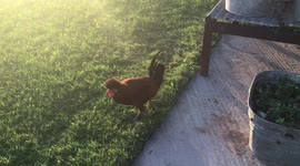 Cat pounces on rooster