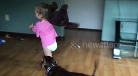 Toddler and dogs play with stuffed animal