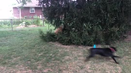 Two dogs run circles around a tree