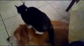 Cat massages dog