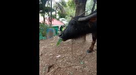 Carabao eating banana leaves