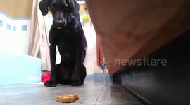 But it looks sooo tasty: Disciplined dog resists biscuit temptation until drool gets the better of it