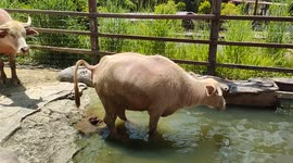 Rare pink color buffalos amaze zoo-goers in Malaysia