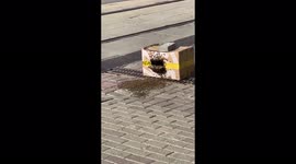 Officials intervene after homemade beehive left on street in Russian city
