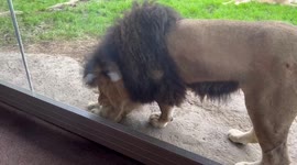 Cute moment lion cub stands up to father picking on him - prompting its mum to get involved