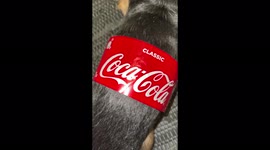 Incredible similarity or the Yorkshire Terrier looks like a bottle of Coca-Cola