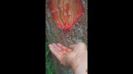 This amazing tree in Vietnam appears to bleed when cut