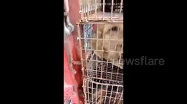 Thousands of terrified dogs loaded onto trucks in tiny crates for Chinese dog meat festival