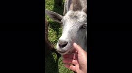 'Adorable 'Fainting' goats proudly show why they're called that '