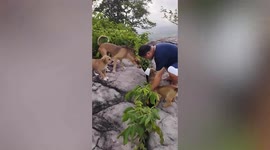 Tourists rescue hapless stray puppy trapped in cliff crevice