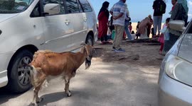Stray goat mingles with beachgoers in southern Thailand
