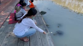 Locals feed bananas to turtles in canal in Thailand