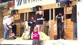 Contestants take part in sheep shearing competition at Royal Cornwall Show