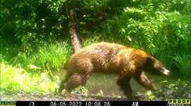 Black bear prances around after taking dip in pool in Idaho