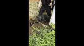 Police dog seen on Peckham Estate during Immgration raid