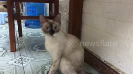 The cat has a face with 