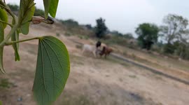 Bull fight in India . three bull fight on field . Indian ox Fight  .