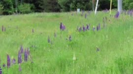 Cool beautiful field of Lupine's near Washburn WI