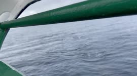 Some of many humpback whales checking out our Antarctica cruise ship, possibly the first ship it has seen due to the pandemic.