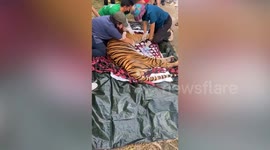 Three tigers and bear rescued from abandoned zoo in Thailand