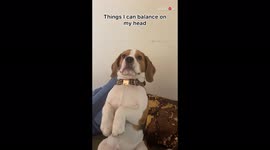 'Watch which food items this dog can effortlessly balance on his head '