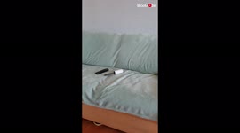 'Curious cat tactically gets rid of 'the threat' '