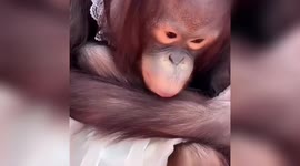 Keepers fired after hitting orangutan on face during live streaming in China