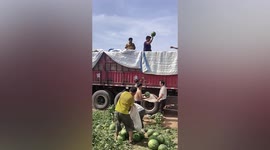 One in a melon! worker catches watermelons with one hand