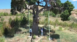 1,200-year-old Side Cypress Tree In Zhangjiakou, China
