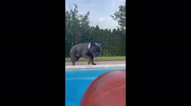French Bulldog is obsessed with basketball at the pool! Halarious!