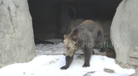 A Snow Adventure For This Grizzly Bears