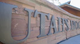 This Spider Monkey Deals With The Same Seasonal Allergies As Humans