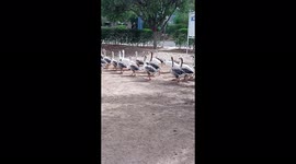 It's really Dreamworld with the lots of fun different animal lots of waterpark decent restaurant for eating