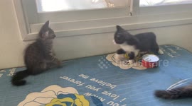 Kittens fighting each other for fun