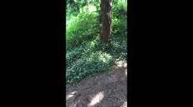 Squirrels getting randy…