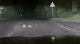 hedgehog disoriented