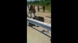 Brave Russian locals rescue wild bear with head stuck in fuel canister