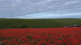 A slow sweeping shot of the poppy fields at West Pentire, Crantock Cornwall taking in the sea at Polly Joke
