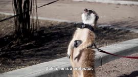 Pet owner describes what life is like living with two meerkats