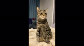 The cat is shocked by the singing of his owner