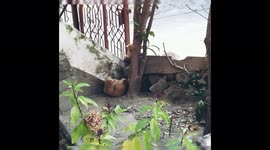 These kittens are enjoying in beautiful weather..They are always happy around each other..their naughty moments makes us happy everyday